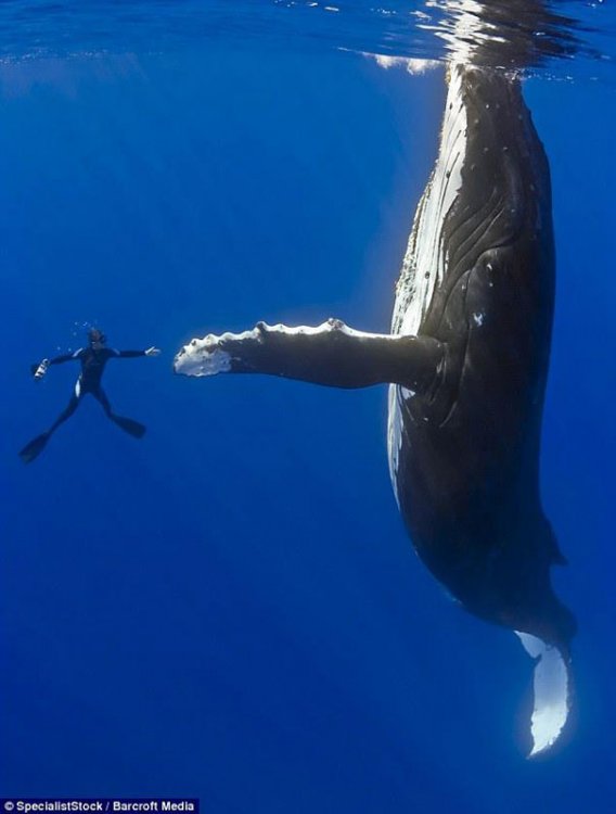 diver-whale-high-five-perfect-timing.jpg