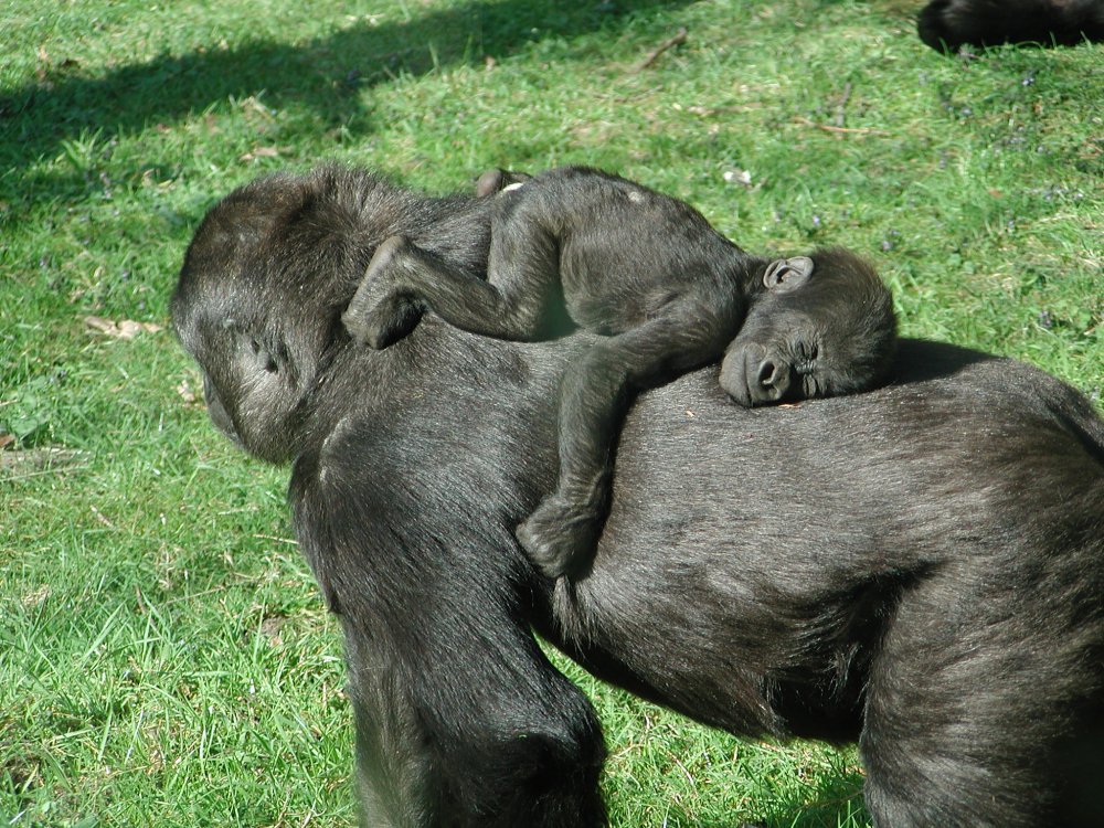 Baby_gorilla_sleeping.jpg