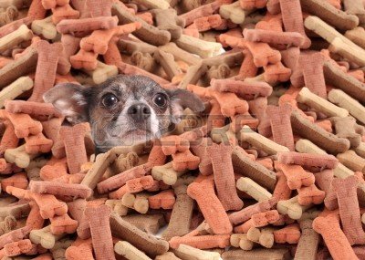 12682010-little-chihuahua-buried-in-a-large-pile-of-dog-bone-treats.jpg