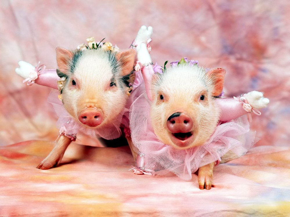 funny-pigs-background.jpg