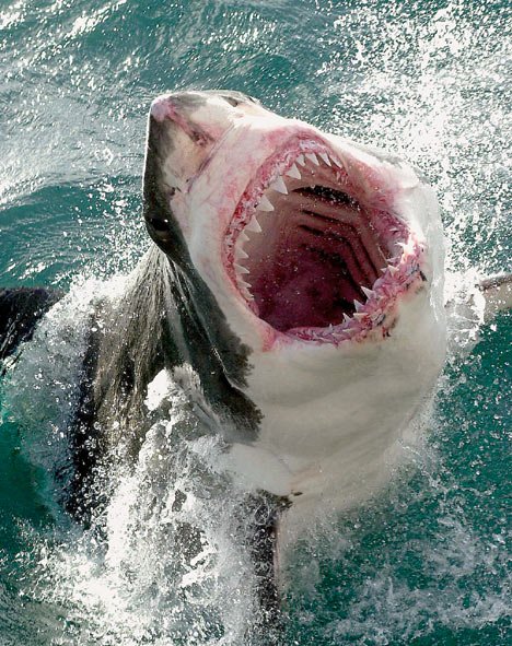 Great-White-Shark-1.jpg