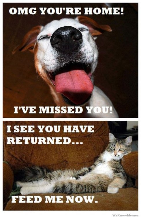 dogs-vs-cats.jpg