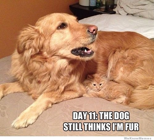day-11-the-dog-still-things-im-fur.jpg