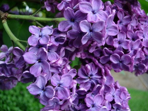 lilacs.jpg