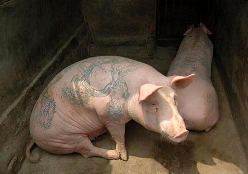 pig-tattoos-06.jpg