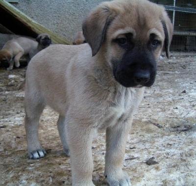 anatolian-shepherd-puppy.jpg