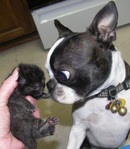 curious-boston-terrier-and-a-baby-cat.jpg