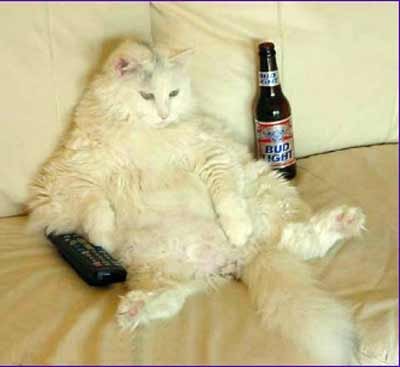 cat-beer-remote.jpg