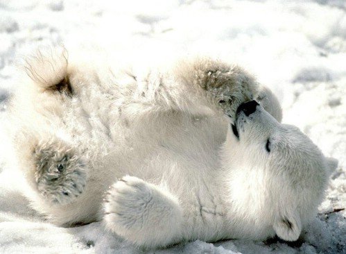 cute-polar-bear-cub04.jpg