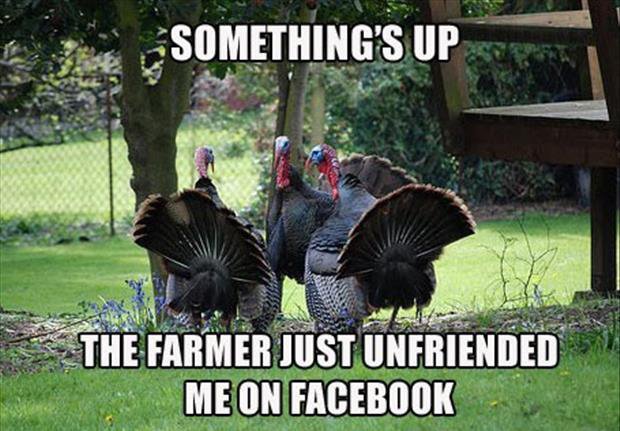 a-funny-turkey-pictures.jpg