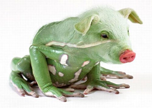 pig-frog.jpg