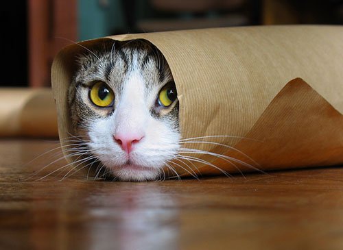 kitty-paper-roll.jpg