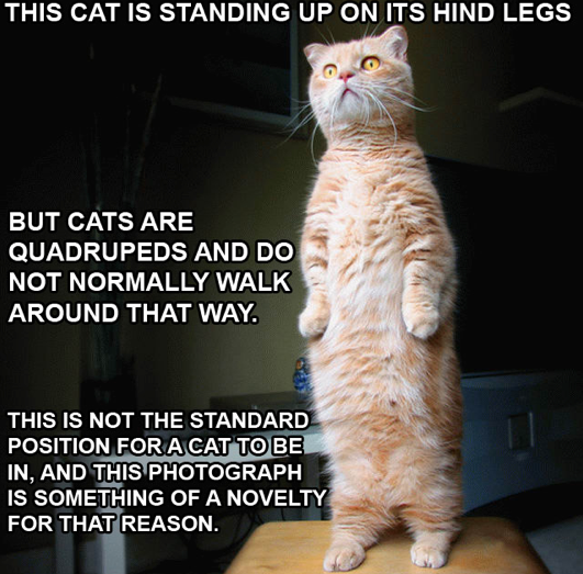 lolcat-explained.png