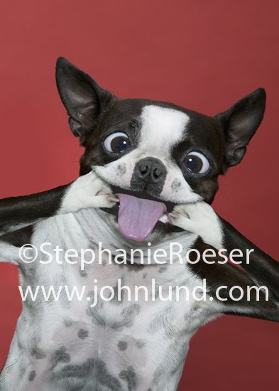 Funny-Boston-Terrier-Faces.jpg