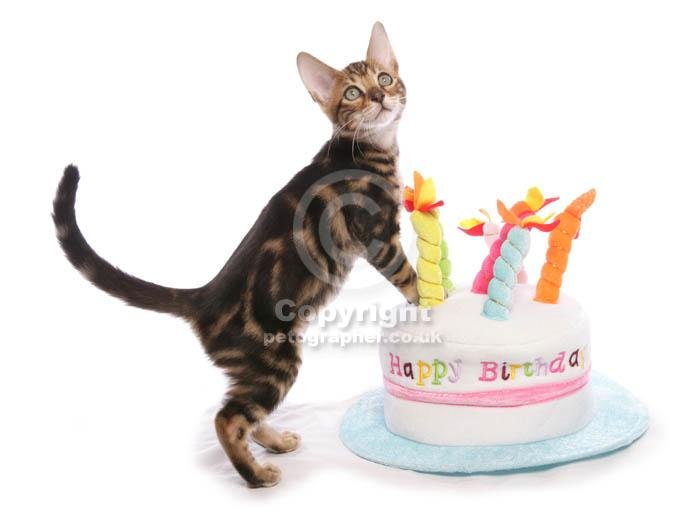 birthday_bengal_kitten_cat.jpg