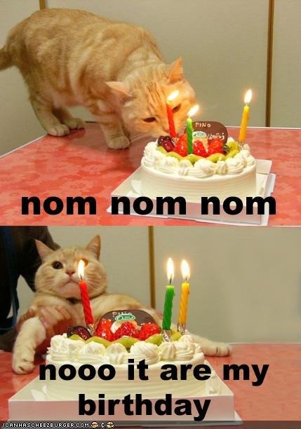 funny-pictures-cat-wants-his-birthday-cake-764663.jpg