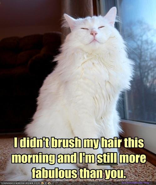 funny-pictures-your-cat-is-more-fabulous-than-you.jpg