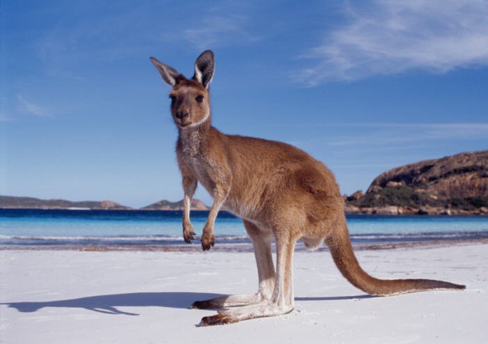 western-australia-kangaroo-beach.jpg