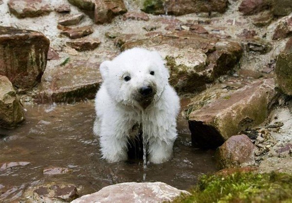 polar-bear-cub-drinking-water.jpg