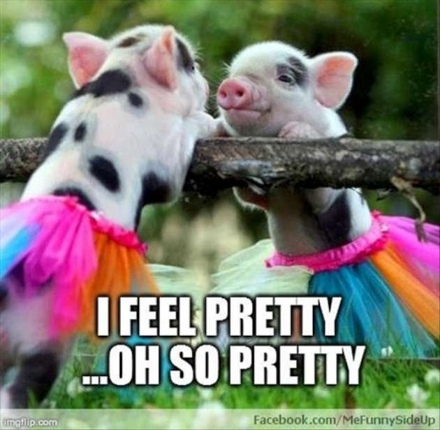 funny-pictures-pigs-W630.jpg