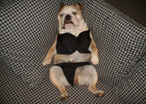 pervert-dog-bra-panties-model-open-legged-doggie-pictures.jpg