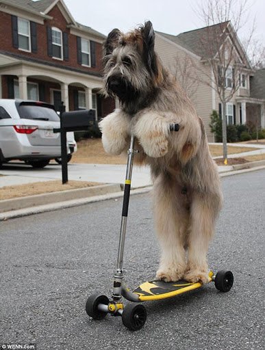 The_Shaggy_Dog_Likes_to_Scooter_Round_town_02.jpg