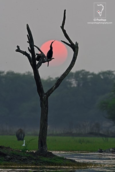 Top-Photography-Quotes-Indian-Darter-Snakebird-Anhinga-Silhouette-Photograph-Bharatpur-Bird-Sanctuary-Keoladeo-National-Park-Rajasthan-Nature-Wildlife-Bird-Photography-by-Prathap.jpg