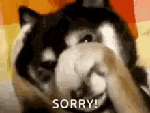 Sad Dog Sorry GIF - SadDog Sorry Husky GIFs