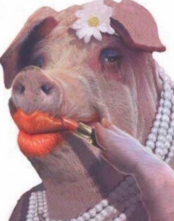 Pig-Doing-Makeup-Funny-Picture.jpg