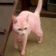 Pink Kitty Escorts