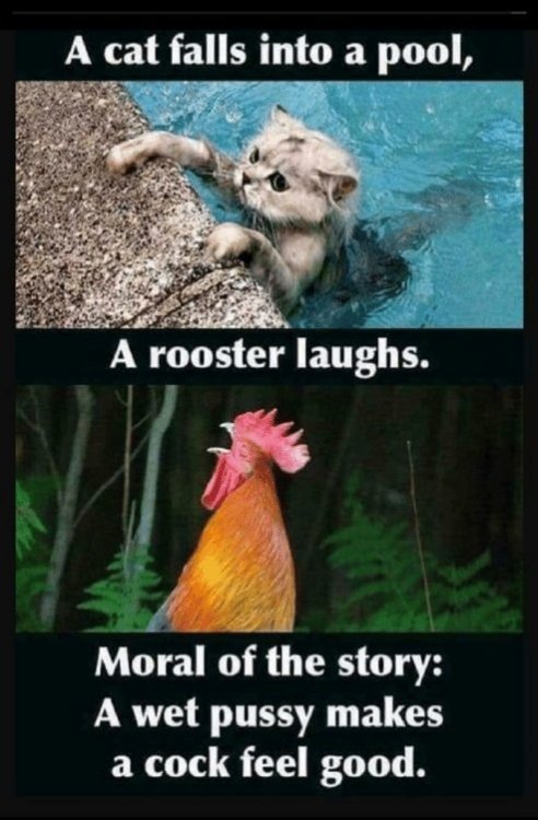 a-cat-falls-into-a-pool-a-rooster-laughs-moral-37586841.jpg