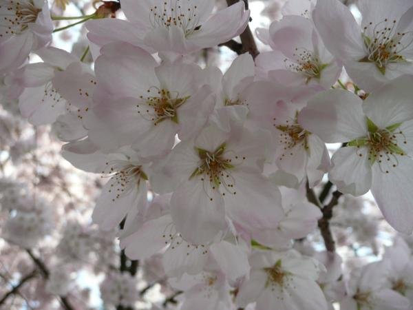 "I want to do with you what Spring does with the cherry blossoms."