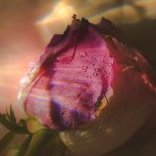 MaeveRose